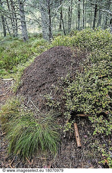 Old overgrown anthill of the red forest ant  red wood ant (Formica rufa) from conifer needles in the forest