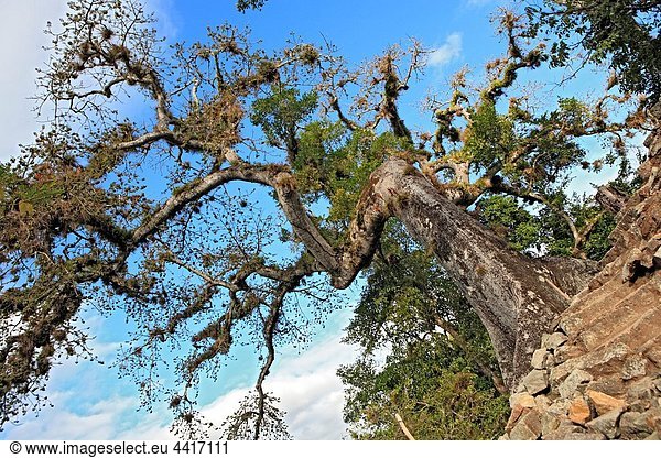 Old Tree  Copan Honrduras  Guatemala