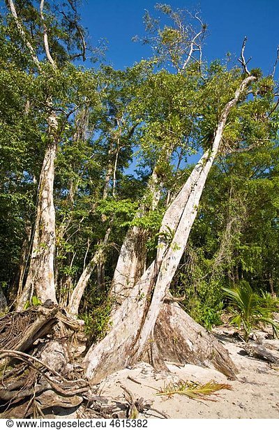 Old trees on beachfront  Carenero Island  Bocas del Toro Province  Panama