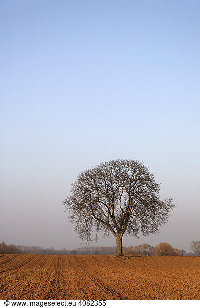 Old Walnut Tree in wintertime  Palatinate  Rhineland-Palatinate  Germany  Europe