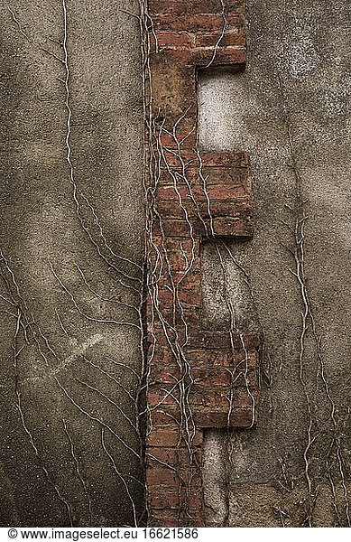 Old weathered brick wall covered in dead branches