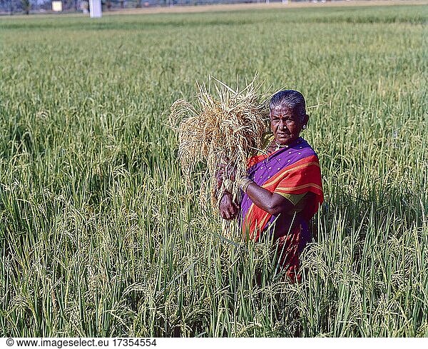 Old woman holding a bunch of sheaves  paddy grains and standing in a rice field  Coimbatore  Tamil Nadu  India  Asia