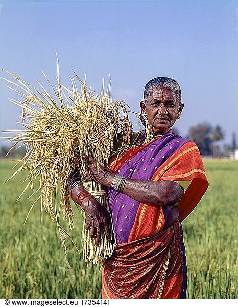 Old woman holding a bunch of sheaves with rice and standing in a rice field  Coimbatore  Tamil Nadu  India  Asia