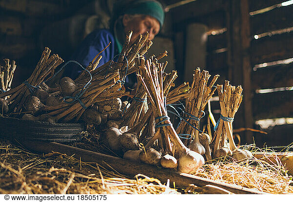 Old woman making bundles of garlic in shed