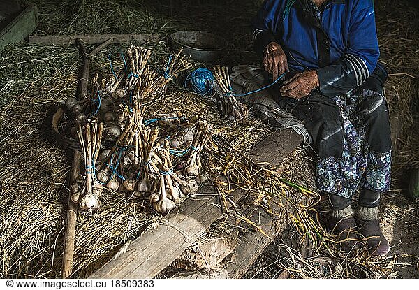 Old woman making bundles of garlic in shed