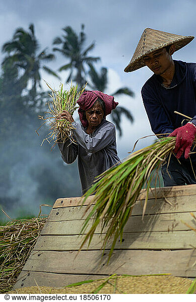 Old woman manually harvest rice  dry rice. Indonesia  Bali islan