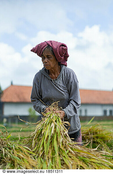 Old woman manually harvest rice  dry rice. Indonesia  Bali islan