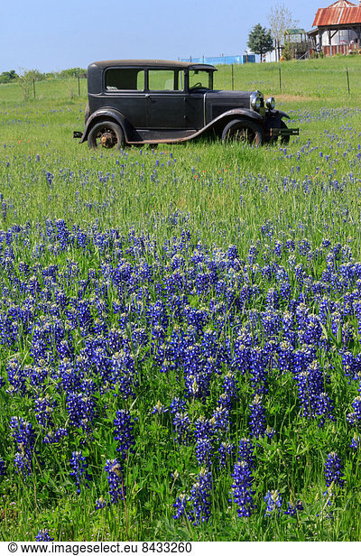 Oldtimer  Blume  Feld  Frühling  Texas