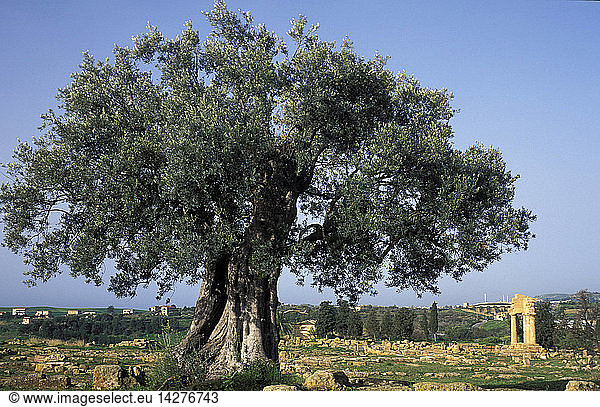 Olea Europaea  Olive tree  Valle dei Templi  Sicily  Italy