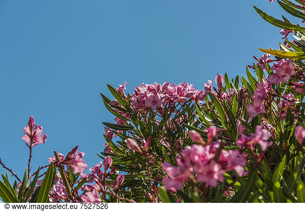 Oleander (Nerium oleander)  Lagos  Algarve  Portugal  Europa