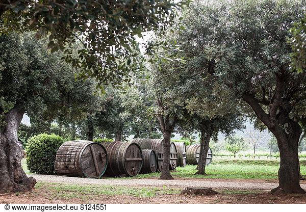 Olive grove near Marciana  Elba Island  Italy
