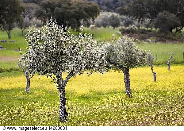 Olive grove near Marvao. Europe  Southern Europe  Portugal  Alentejo