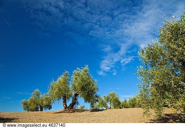 Olive groves. Sierra de AndË™jar Natural Park. JaÃˆn province. AndalucÃŒa. Spain.