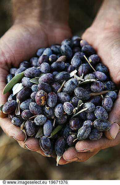 Olive Harvet in Jordan