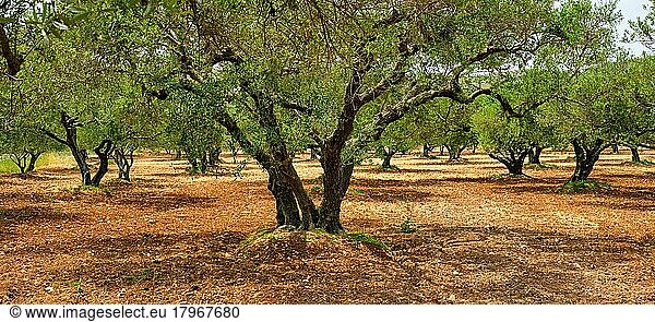 Olive (Olea europaea) trees grove in Crete  Greece for olive oil production. Horizontal camera pan
