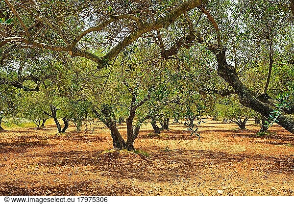 Olive (Olea europaea) trees grove in Crete  Greece for olive oil production  Horizontal camera pan