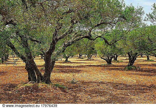 Olive (Olea europaea) trees grove in Crete  Greece for olive oil production  Horizontal camera pan