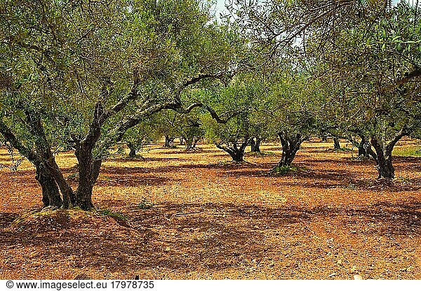Olive (Olea europaea) trees grove in Crete  Greece for olive oil production. Horizontal camera pan