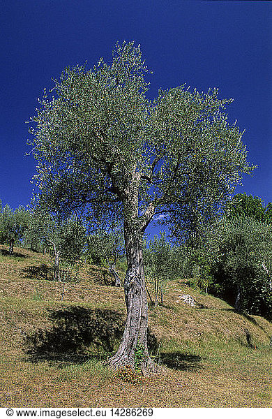 Olive tree  Giuncugnano  Tuscany  Italy
