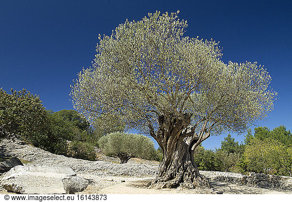 Olive tree (Olea europaea) multi-century  pont du Gard  France
