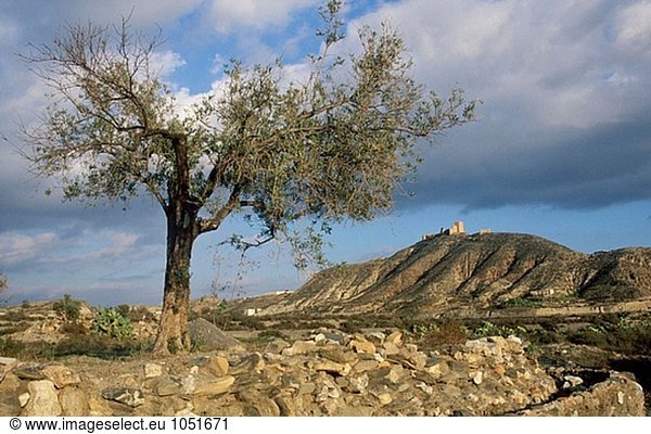Olive Tree (Olea Europaea) und Tabernas Burg im Hintergrund. Almeria. Andalusien. Spanien