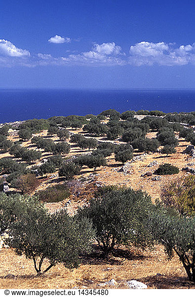 Olive trees  Crete  Greek Islands  Greece  Europe