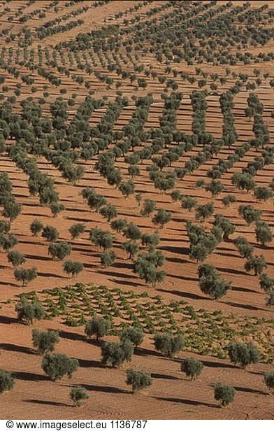 Olive Trees Felder. Almonacid del Marquesado. Route des Don Quijote. Cuenca Provincia. Castilla-La Mancha. Spanien