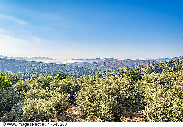 Olive trees in groves near mountains on sunny day  Andalucia  Spain  Europe