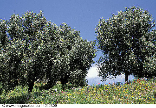 olive trees  san lorenzo  italy