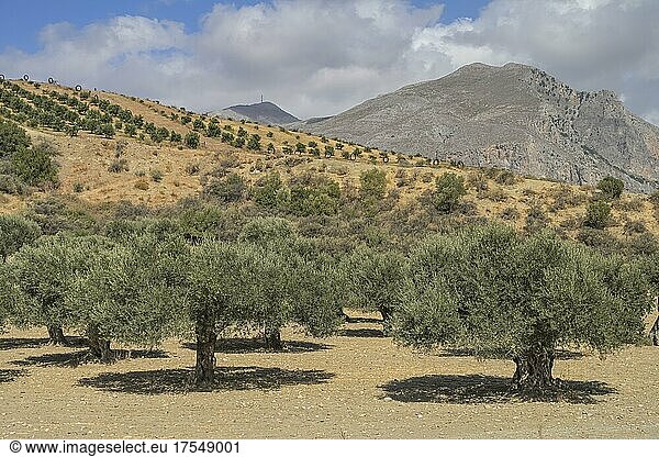 Olive trees  valley near Preveli  Crete  Greece  Europe