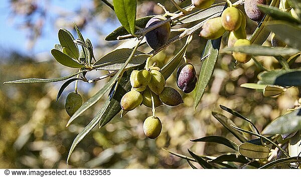 Oliven (olivae)  grüne Oliven am Baum  nah  Westkreta  Insel Kreta  Griechenland  Europa