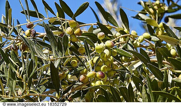 Oliven (olivae)  grüne Oliven am Baum  nah  Westkreta  Insel Kreta  Griechenland  Europa