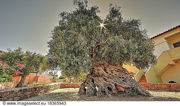 Oliven (olivae)  Olivenbaum  ältester Olivenbaum Kretas  ältester Olivenbaum der Welt  Vouves  Westkreta  Insel Kreta  Griechenland  Europa