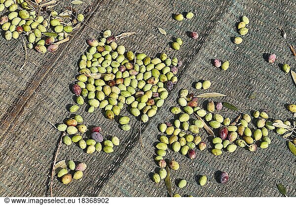 Oliven (olivae)  Olivenernte  geerntete Oliven  grünes Netz  Boden  Westkreta  Insel Kreta  Griechenland  Europa