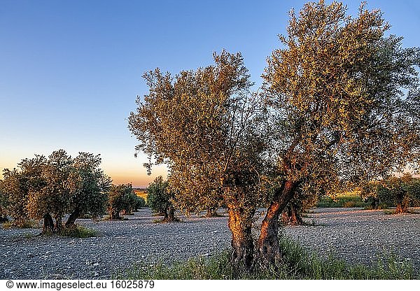 Olivenbäume auf den Feldern von Pinto im Frühling  früh am Morgen. Madrid. Spanien. Europa.