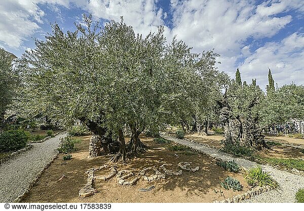 Olivenbäume  Garten Gethsemane  Ölberg  Jerusalem  Israel  Asien