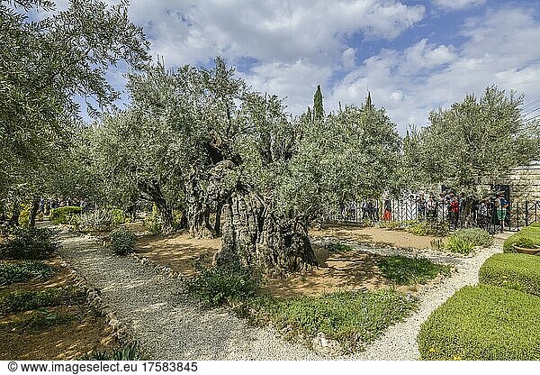 Olivenbäume  Garten Gethsemane  Ölberg  Jerusalem  Israel  Asien