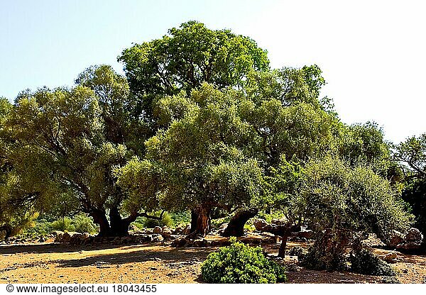 Olivenbäume  Hochebene Su Golgo  Sardinien  Italien  Europa