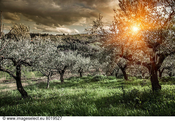 Olivenbäume in Chieti  Abruzzen  Italien