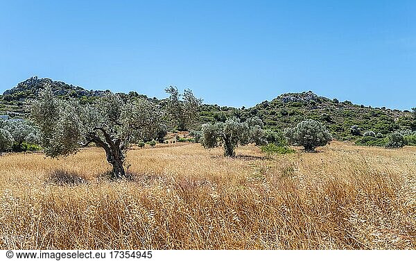 Olivenbäume in einer Wiese mit trockenem Gras  Rhodos  Dodekanes  Griechenland  Europa