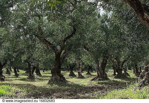 Olivenbäume in Kalabrien  Italien.