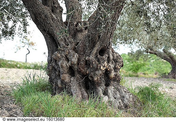 Olivenbäume in Sizilien. Olivenbaumplantage.