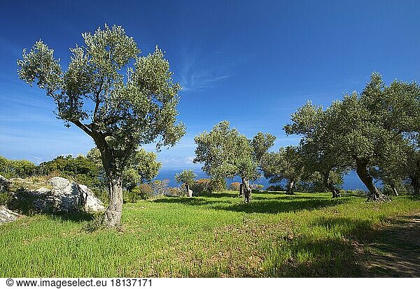 Olivenbäume  Landgut Miramar bei Valldemossa  Mallorca  Balearen  Spanien  Olivenbaum  Olivenhain  Europa