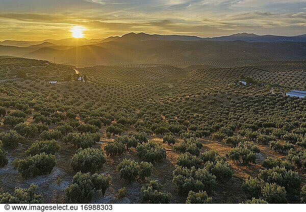 Olivenbäume (Olea europaea) bei Sonnenaufgang  Drohnenaufnahme  Provinz Córdoba  Andalusien  Spanien  Europa