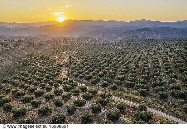Olivenbäume (Olea europaea) bei Sonnenaufgang  Drohnenaufnahme  Provinz Córdoba  Andalusien  Spanien  Europa