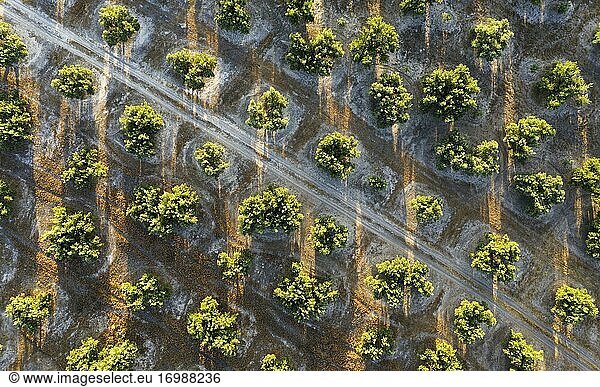 Olivenbäume (Olea europaea)  Drohnenaufnahme  Provinz Córdoba  Andalusien  Spanien  Europa