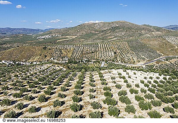 Olivenbäume (Olea europaea)  Drohnenaufnahme  Provinz Córdoba  Andalusien  Spanien  Europa