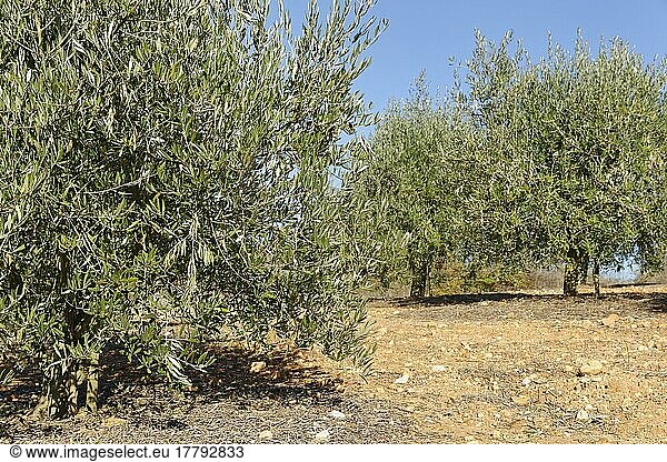 Olivenbäume (Olea europaea)  Fatima  Regiao do Centro  Portugal  Europa