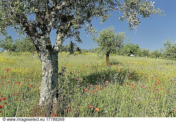 Olivenbäume (Olea europaea)  Olivenhain  regiao do centro  Portugal  Europa