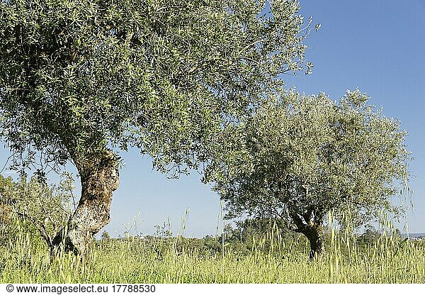 Olivenbäume (Olea europaea)  Olivenhain  regiao do centro  Portugal  Europa